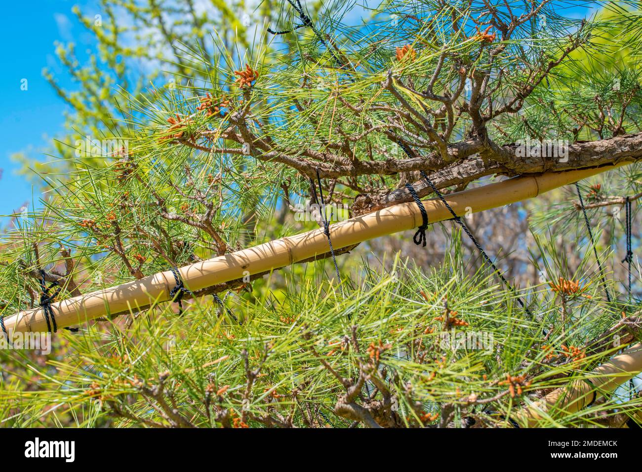 Bamboo and ropes tied to pine trees (yukitsuri) in the Shoyen Japanese
