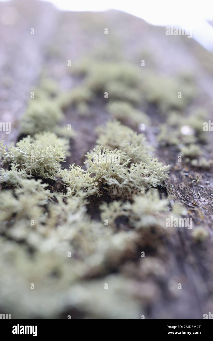 Colony of green lichen growing on old wooden surface. Stock Photo