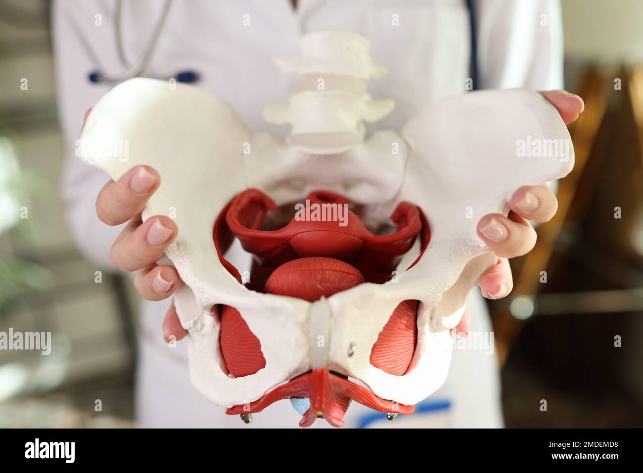 Close-up of model of female pelvis with muscles in hands of gynecologist. Stock Photo