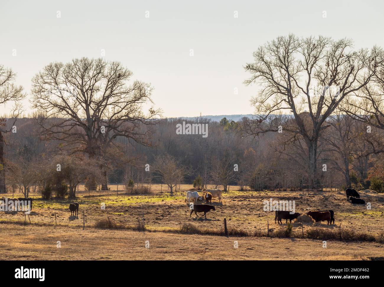 Rural landscape pasture. Texas ranch farmland in winter time. Stock Photo