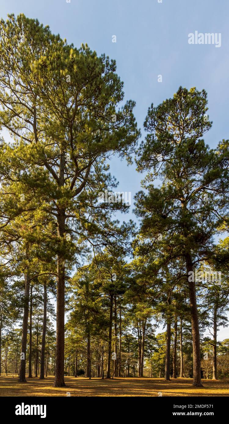 Beautiful Ford Park in Shreveport, Louisiana, with old historic locomotive on display Stock Photo