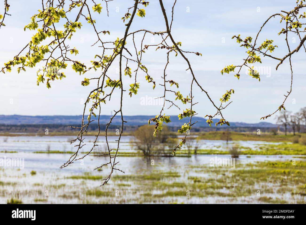 Lush tree branches by a lake in spring Stock Photo