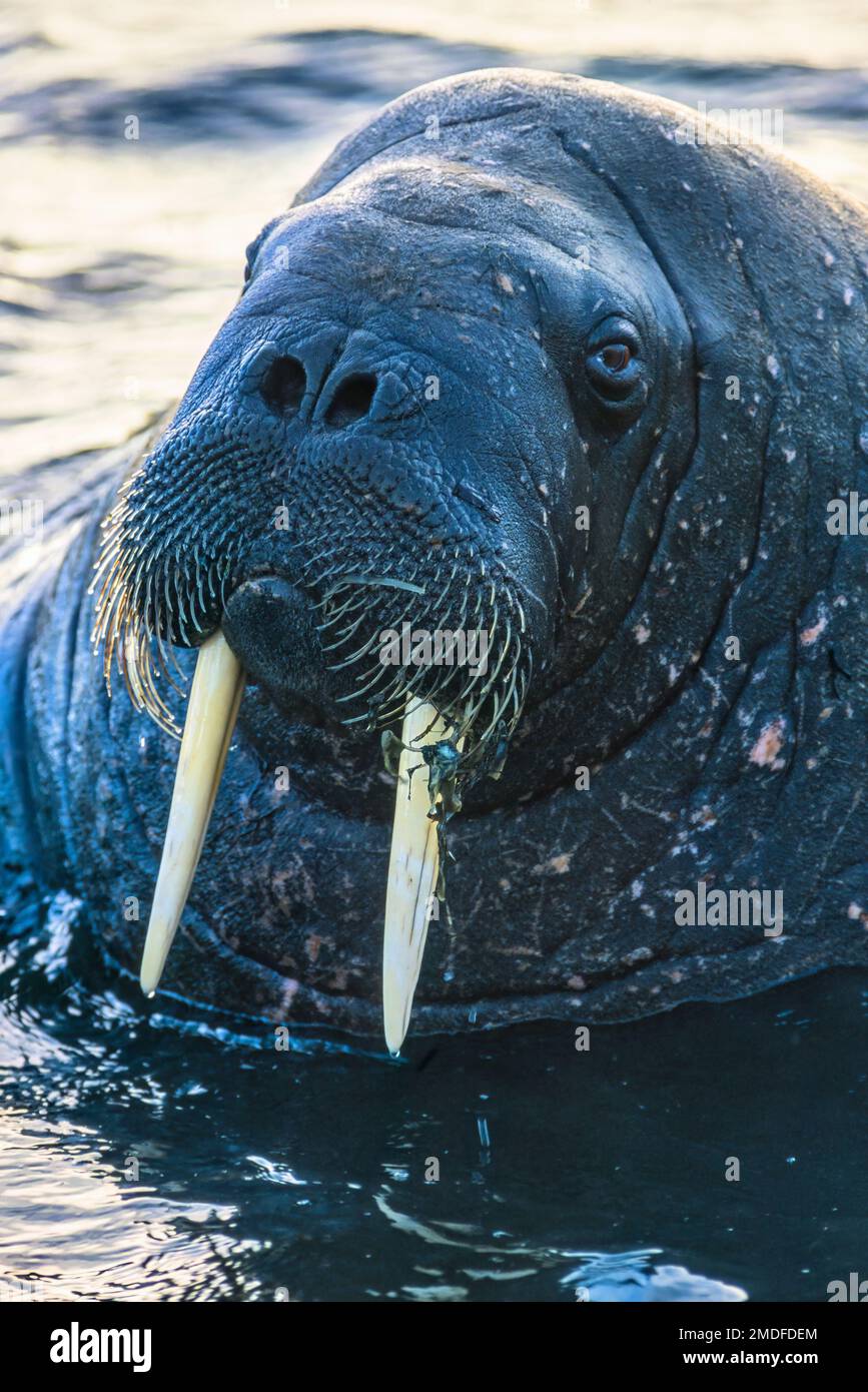 Close-up of a Walrus with whiskers and tusks Stock Photo - Alamy