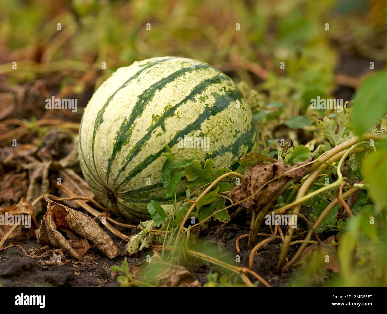 Watermelon grow in farm field. Natural watermelon growing on farmland