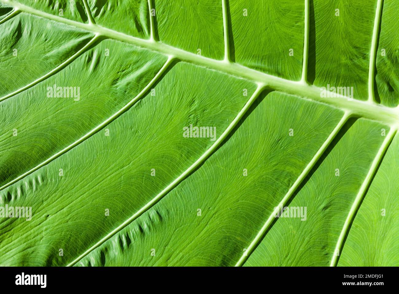 Big green leaf hi-res stock photography and images - Alamy