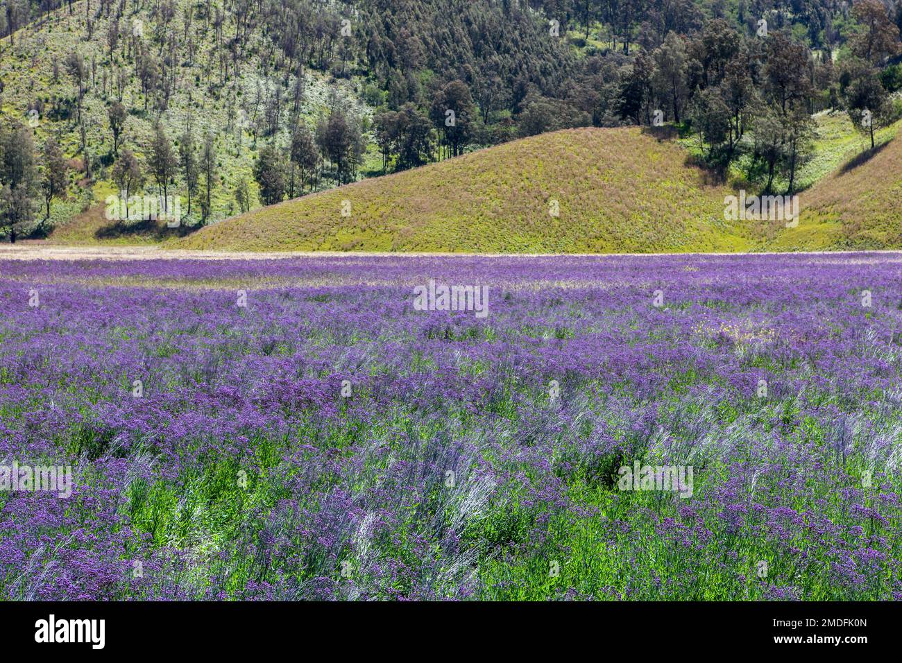 Purple flowers on the way to mt. Semeru summit at Java in Indonesia ...