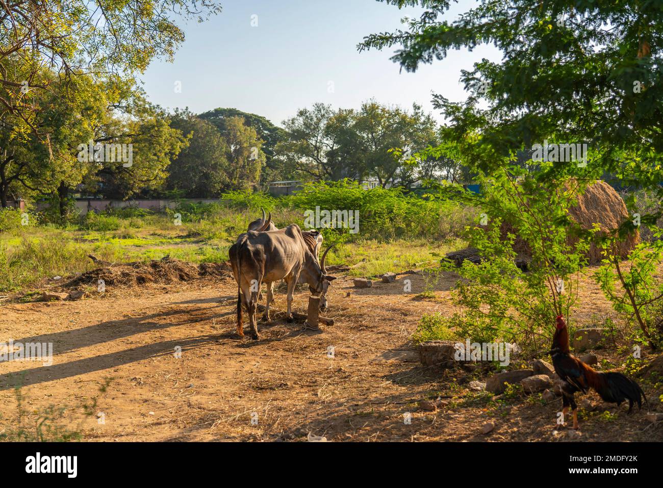 Indian white cow with long horns, Tharparkar cow otherwise known as white Sindhi, Gray Sindhi and Thari during gold morning time Stock Photo