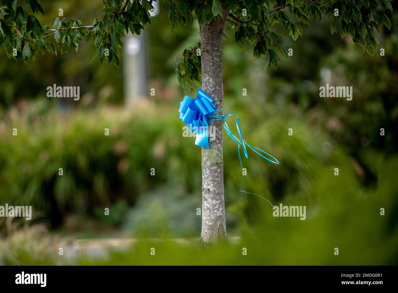 Blue ribbons in memory of Gabby Petito are scattered across her