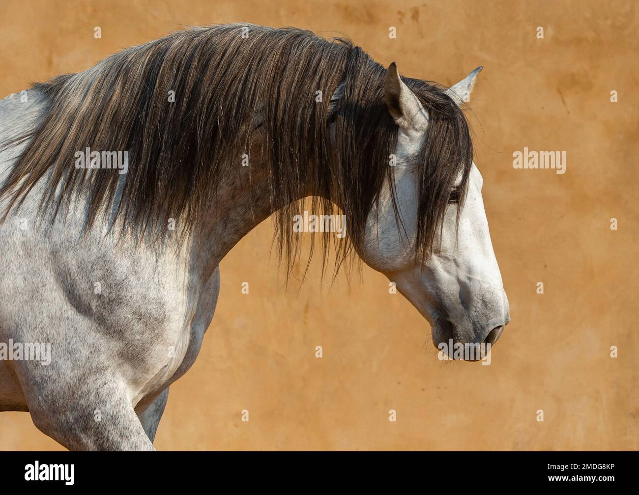 A close-up of a white Andalusian Spanish Pura Raza Espanola horse running against a yellow background Stock Photo