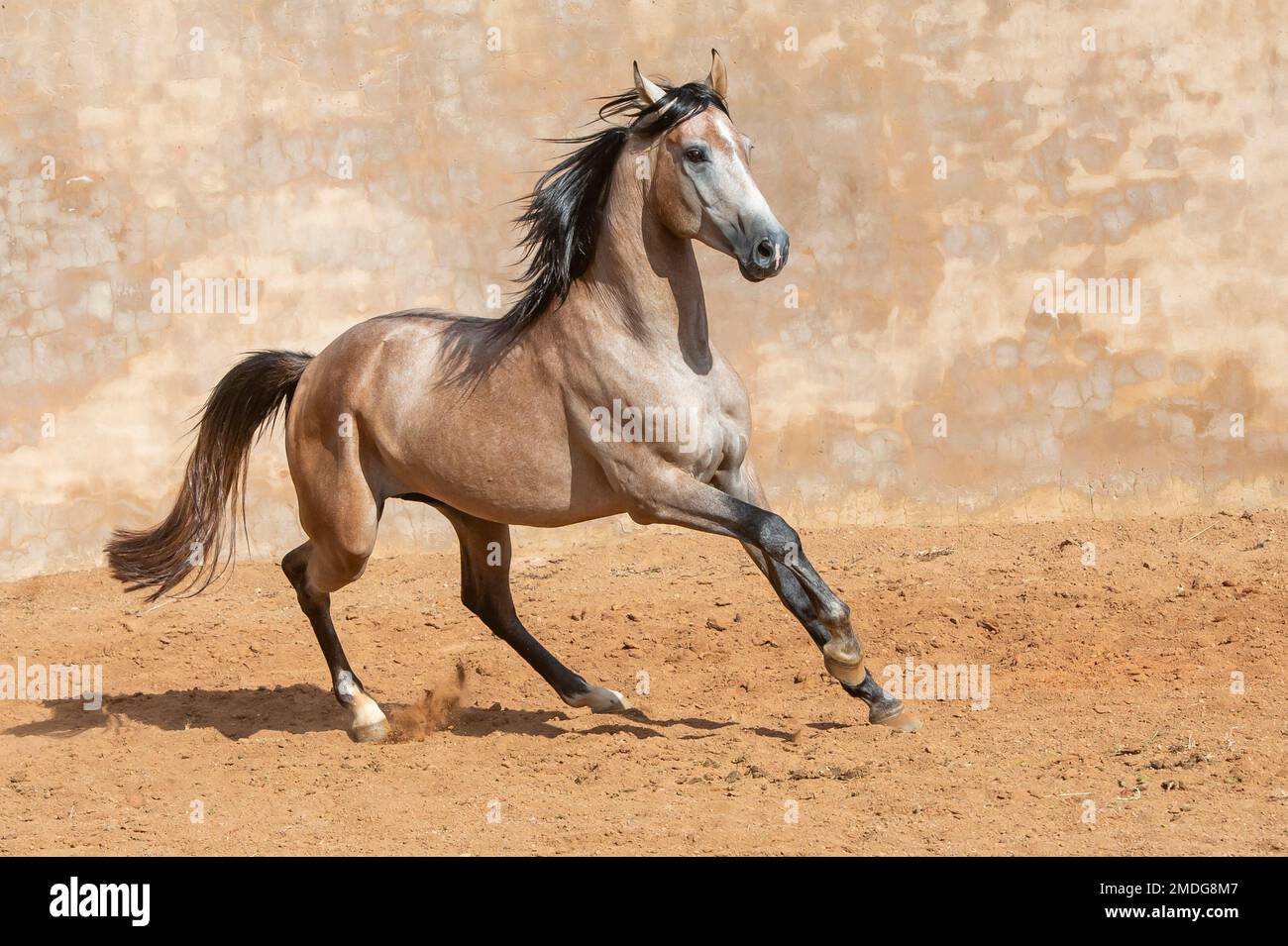 A brown Andalusian Spanish Pura Raza Espanola horse running against a beige background Stock Photo