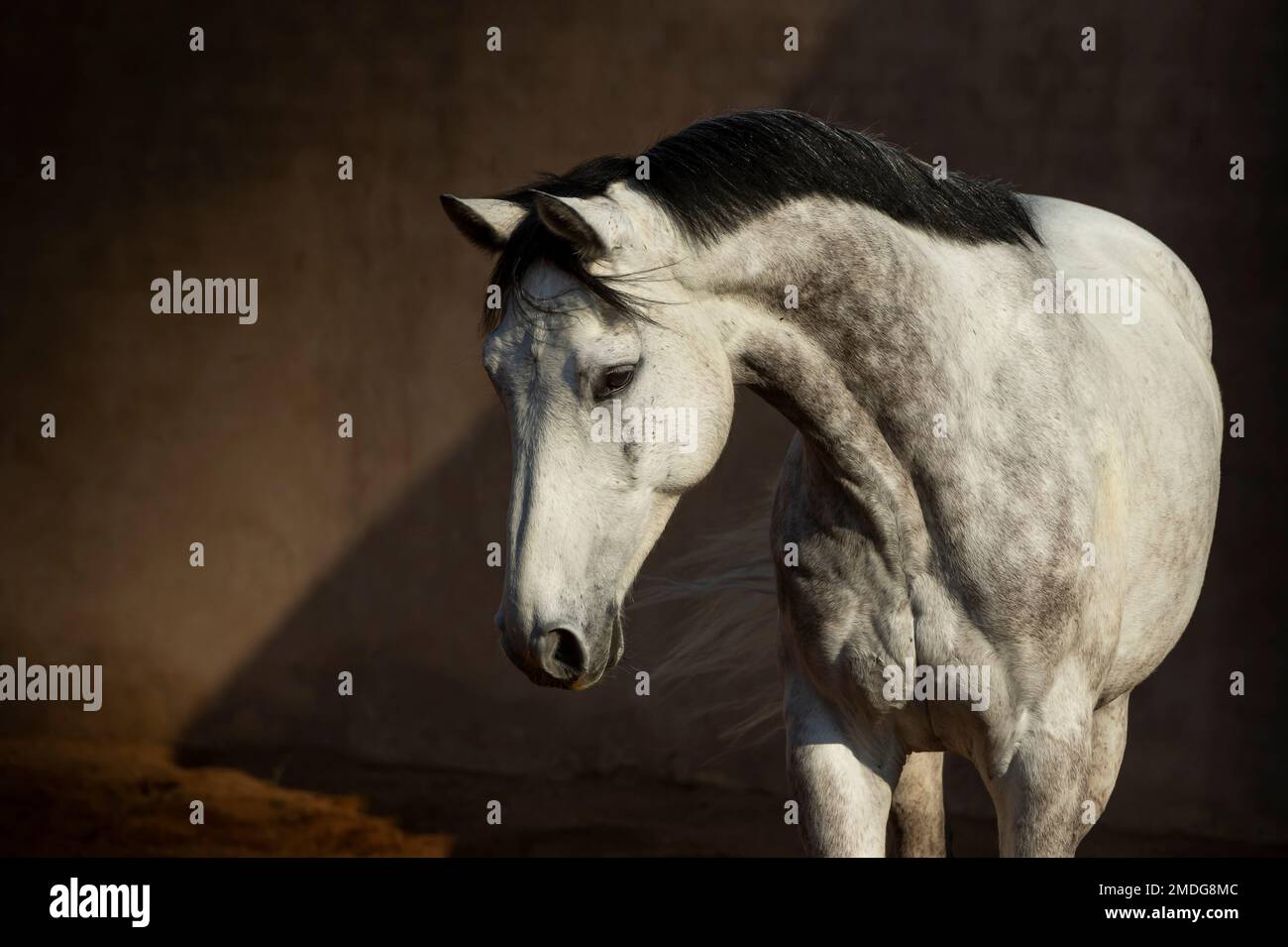 A close-up of a white Andalusian Spanish Pura Raza Espanola horse standing in sunlight Stock Photo