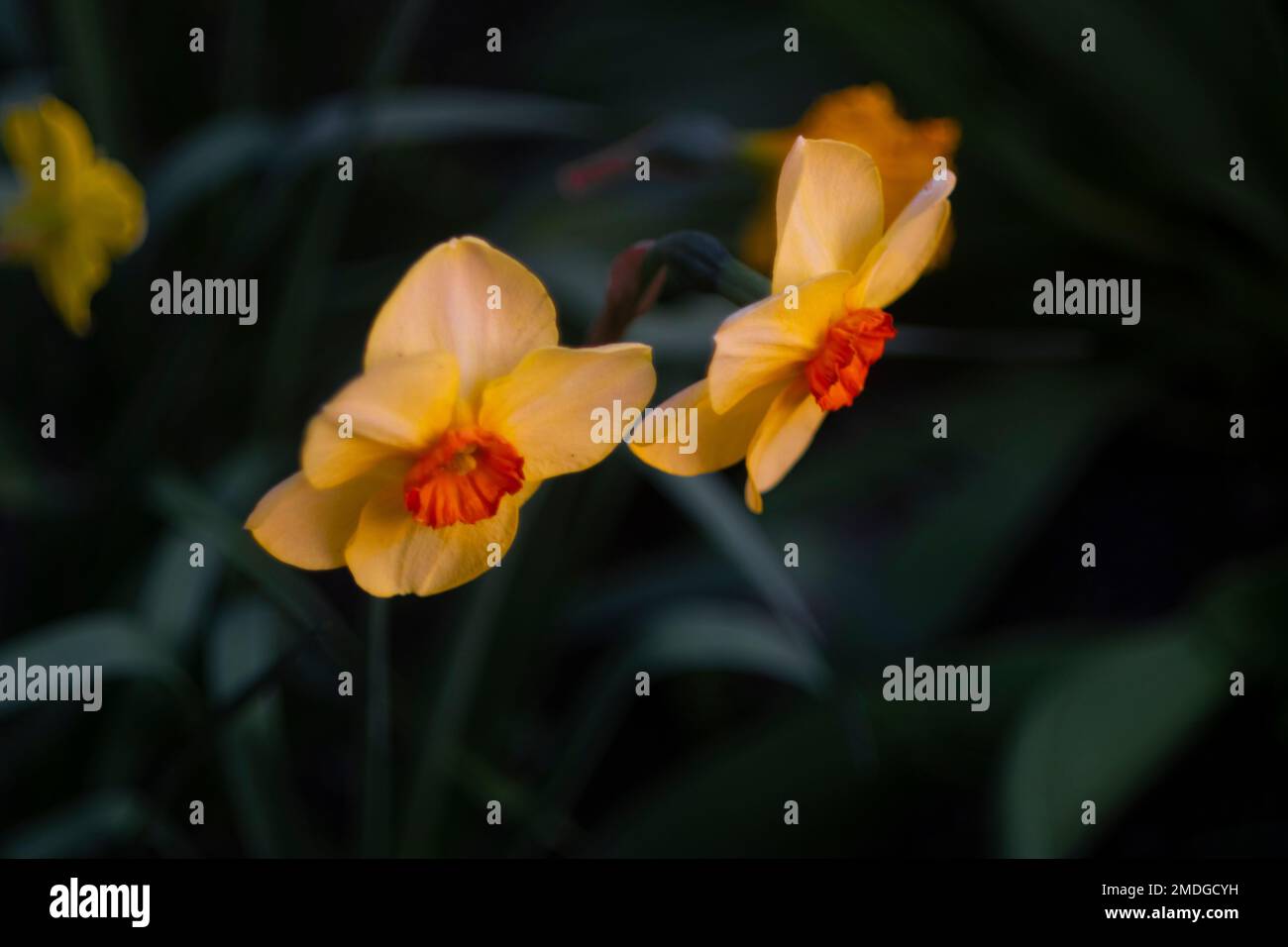 Jonquil flowers hires stock photography and images  Alamy