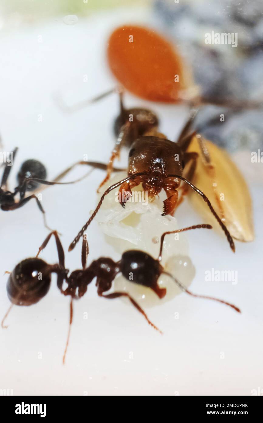 Messor structor ant hi-res stock photography and images - Alamy
