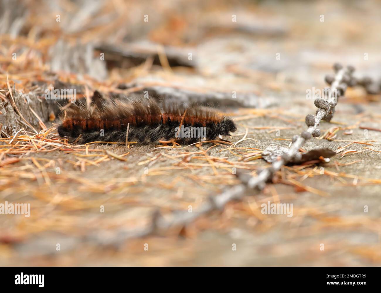 Closeup of an oak eggar moth larva, Lasiocampa quercus, with its characteristic hairy appearance near Davos, Switzerland Stock Photo