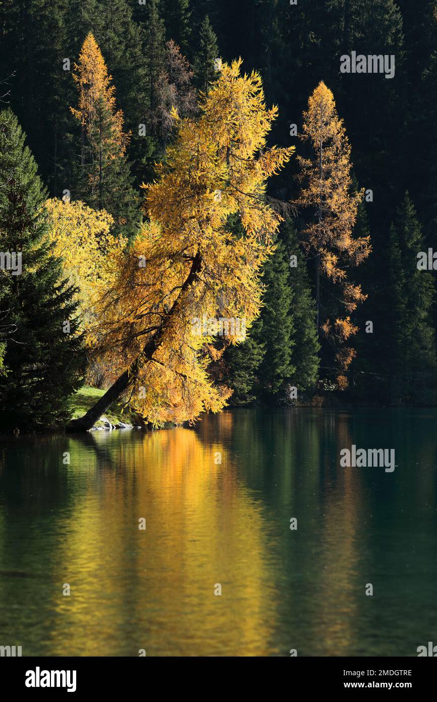 Beautiful autumn landscape with yellowed larch tree at the banks af a mountain lake, Davos, Switzerland Stock Photo