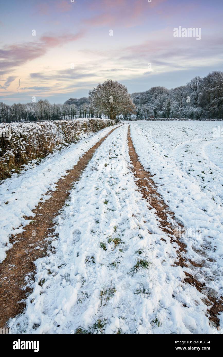 Tracks through snow in a field. Stock Photo