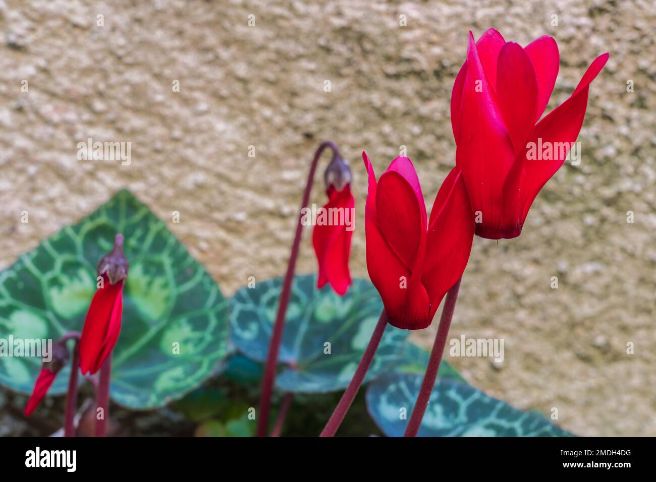 Closeup view of bright red cyclamen flowers blooming outdoors in winter garden Stock Photo