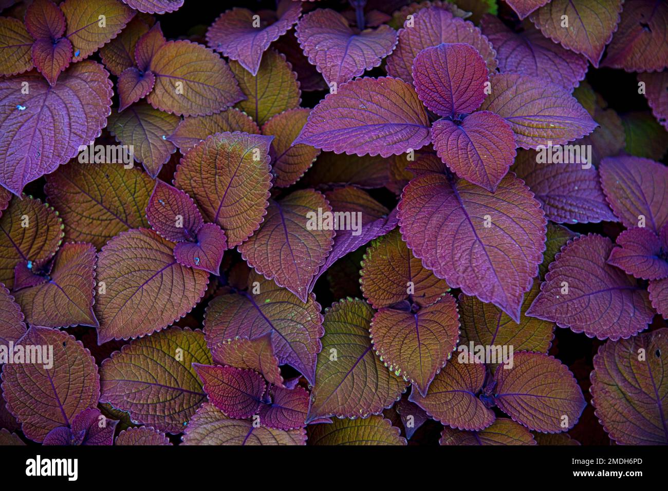 Purple leaves dance in contrast, their vivid hue casting shadows that reveal nature's intricate artistry. Stock Photo