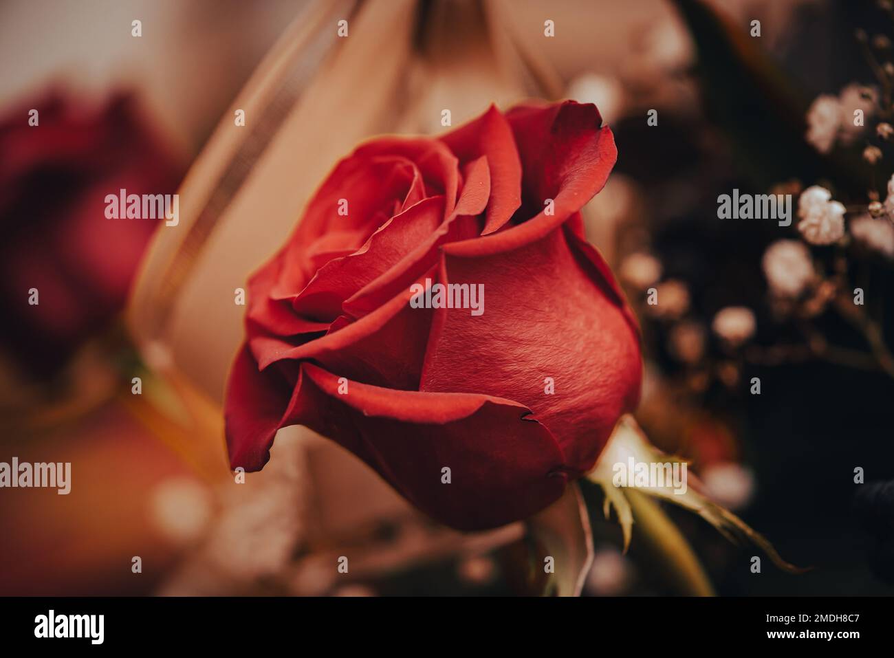 Alamy rose hi-res stock photography and images - Alamy