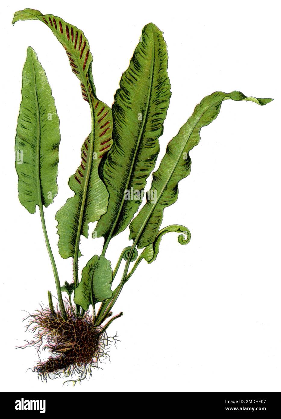 hart's-tongue or hart's-tongue fern Asplenium scolopendrium,  (botany book, 1909), Hirschzunge Stock Photo