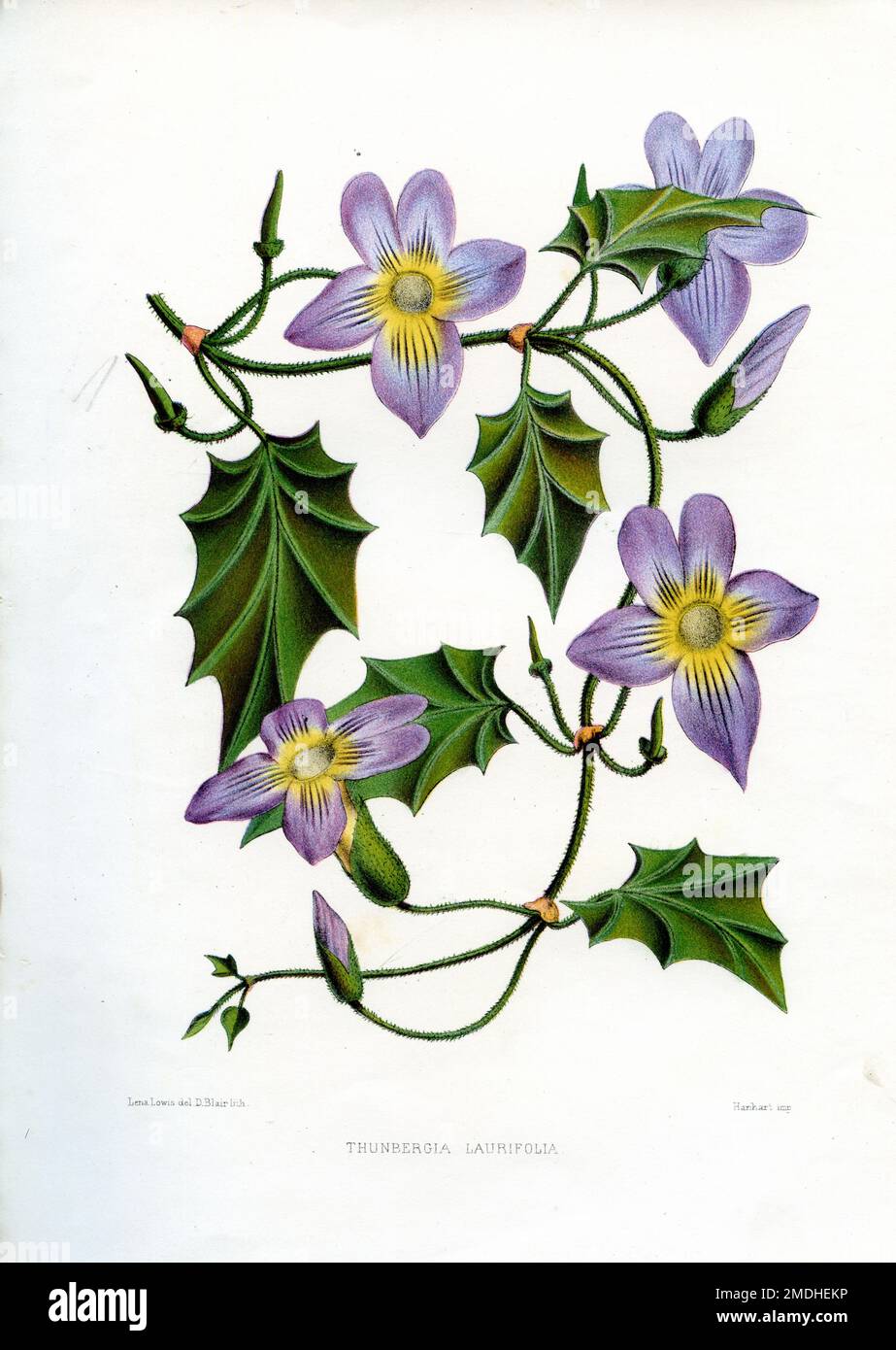 laurel clockvine Thunbergia laurifolia, Lena Lowis (botany book, 1878), Thunbergia laurifolia Stock Photo