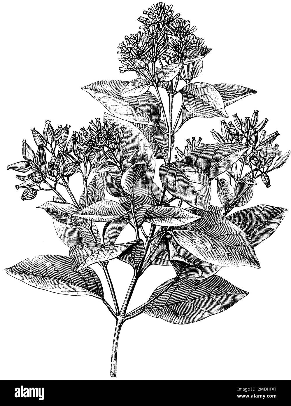 quinine, flowering branch, Cinchona officinalis,  (encyclopedia, 1893), Gelber Fieberrindenbaum,  blühender Zweig, quinquina, branche fleurie Stock Photo