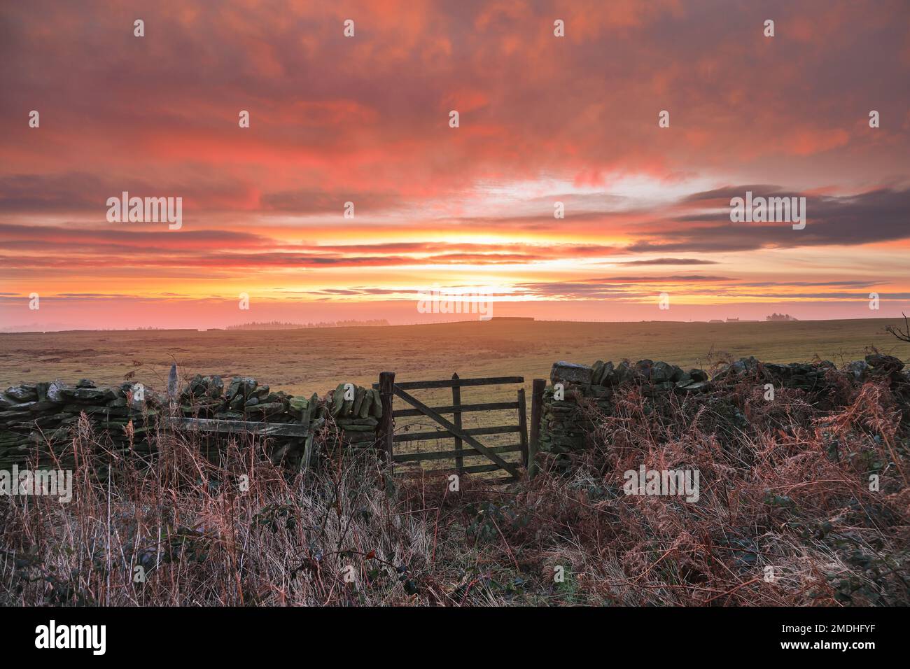 Teesdale, County Durham, UK. 23rd January 2023. UK Weather. It was a colourful but rather misty start to the day in Teesdale, County Durham this morning. The forecast is for a cloudy, dull day, with only the occasional bright spell in North East England. Credit: David Forster Credit: David Forster/Alamy Live News Stock Photo