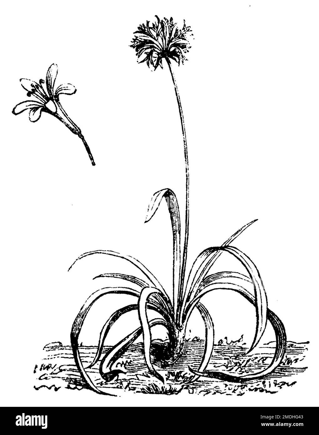 lily of the Nile, Agapanthus africanus,  (garden book, 1877), Afrikanische Schmucklilie, Agapanthus africanus Stock Photo