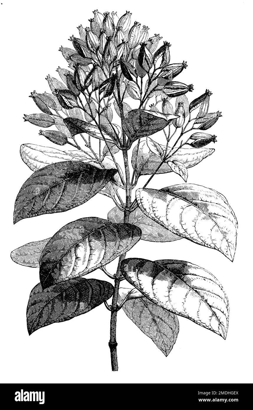 quinine, fruiting branch, Cinchona officinalis,  (botany book, 1905), Gelber Fieberrindenbaum,  fruchtender Zweig, quinquina, branche fructifère Stock Photo