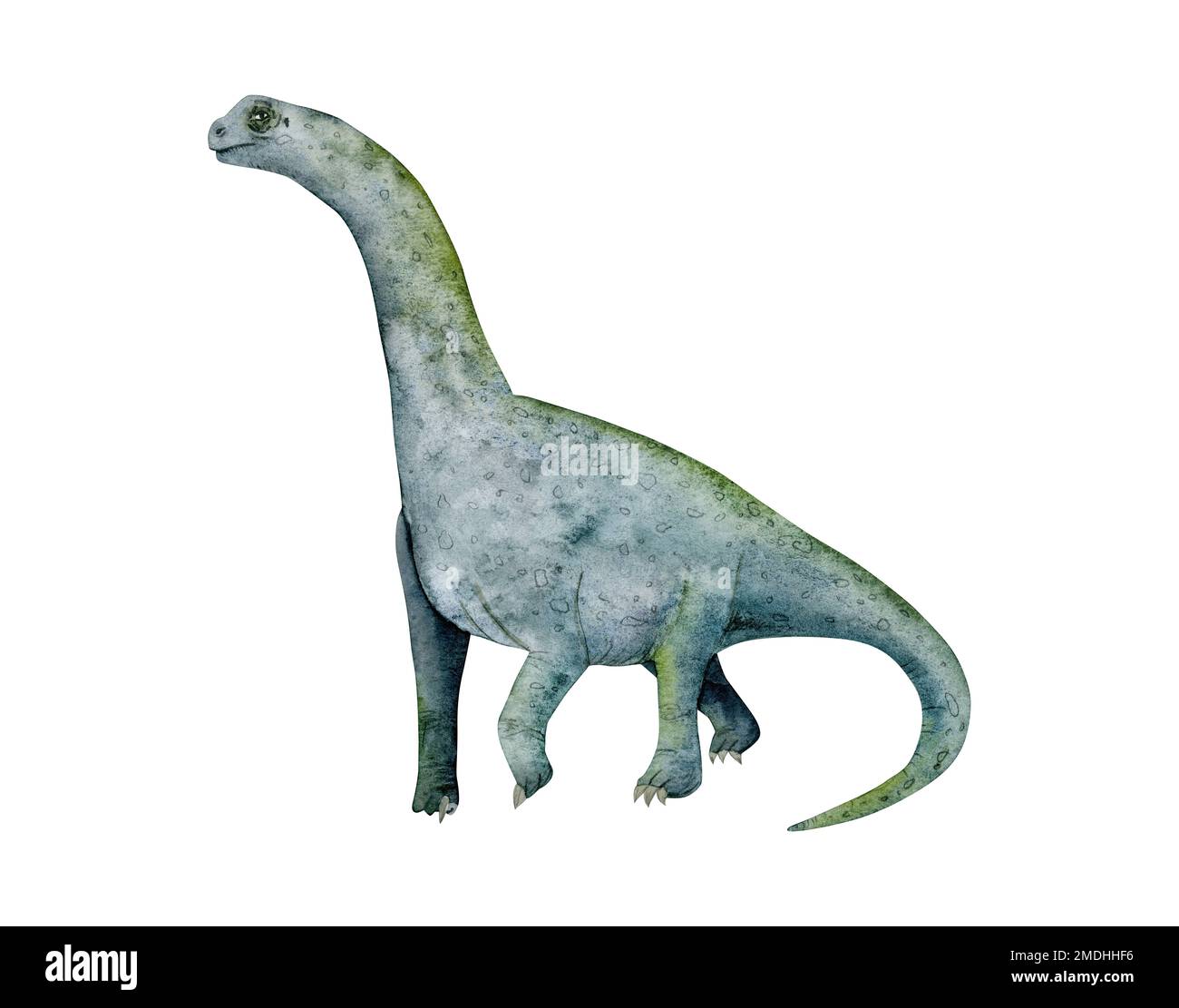 Camarasaurus sauropod dinosaur watercolor illustration isolated on white background. Brachiosaurus drawing, prehistoric herbivore animal Stock Photo