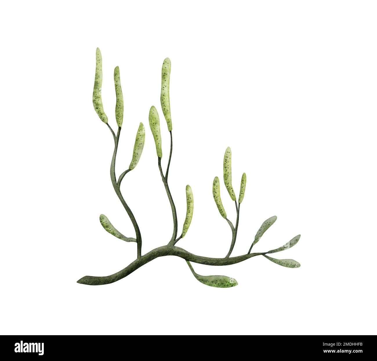 Lycopodium ground pine watercolor illustration, common club moss ...