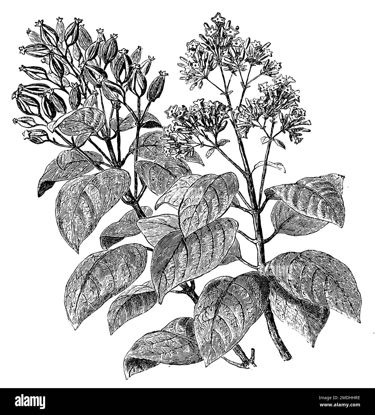 quinine, flower branch, Cinchona calisaya, (encyclopedia, 1888 ...