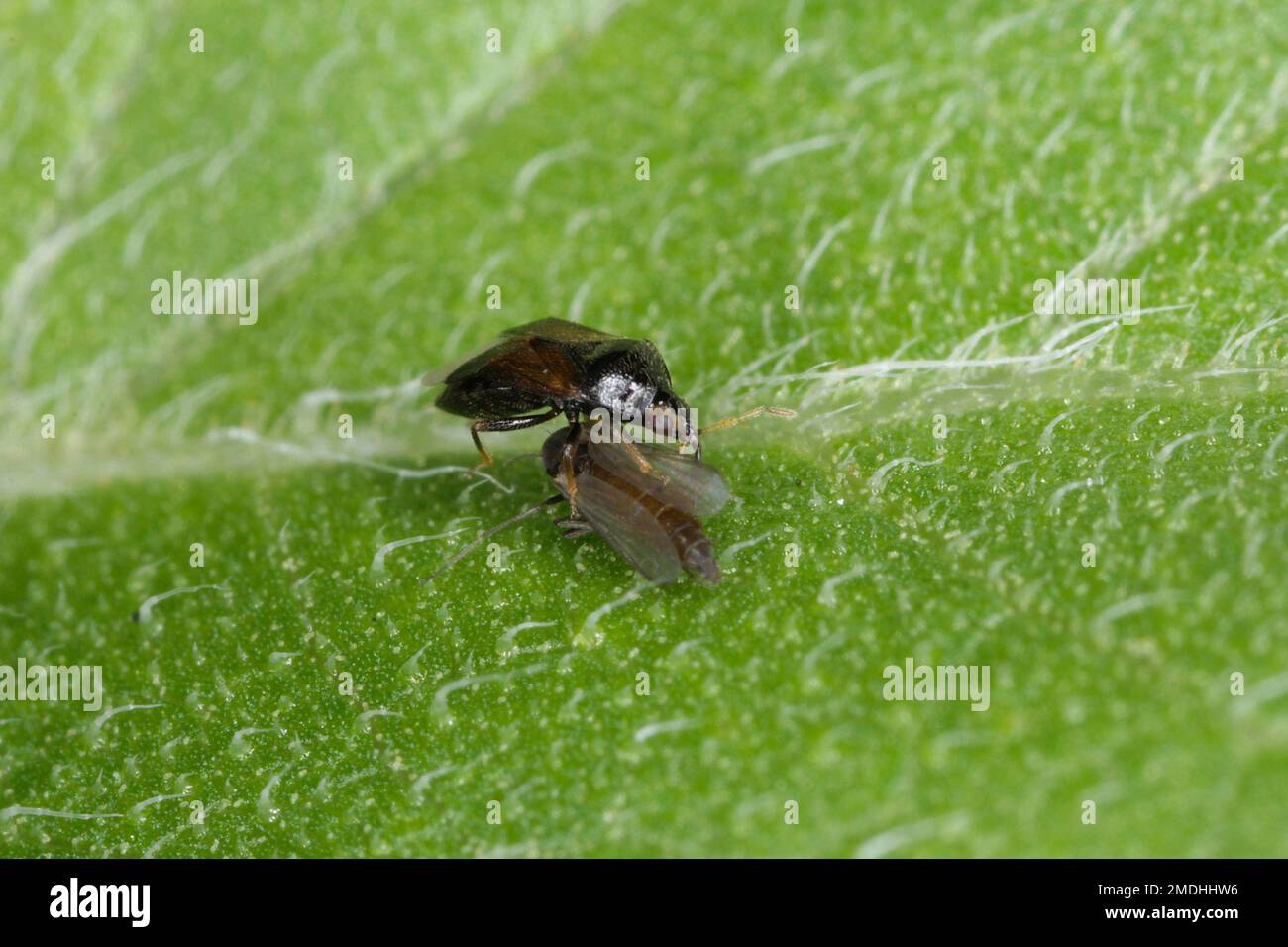 Minute pirate bugs or called flower bugs (Anthocoridae) is a family of