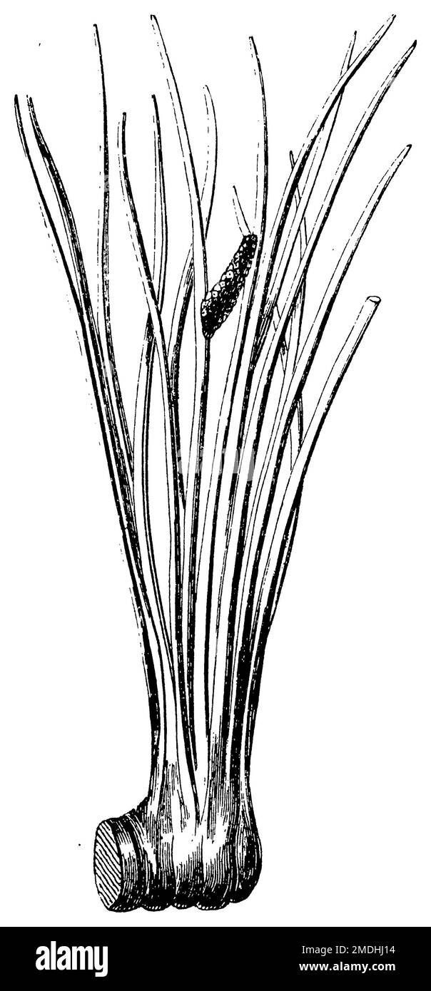 sweet flag or calamus, Acorus calamus,  (biology book, 1888), Kalmus, acore odorant Stock Photo