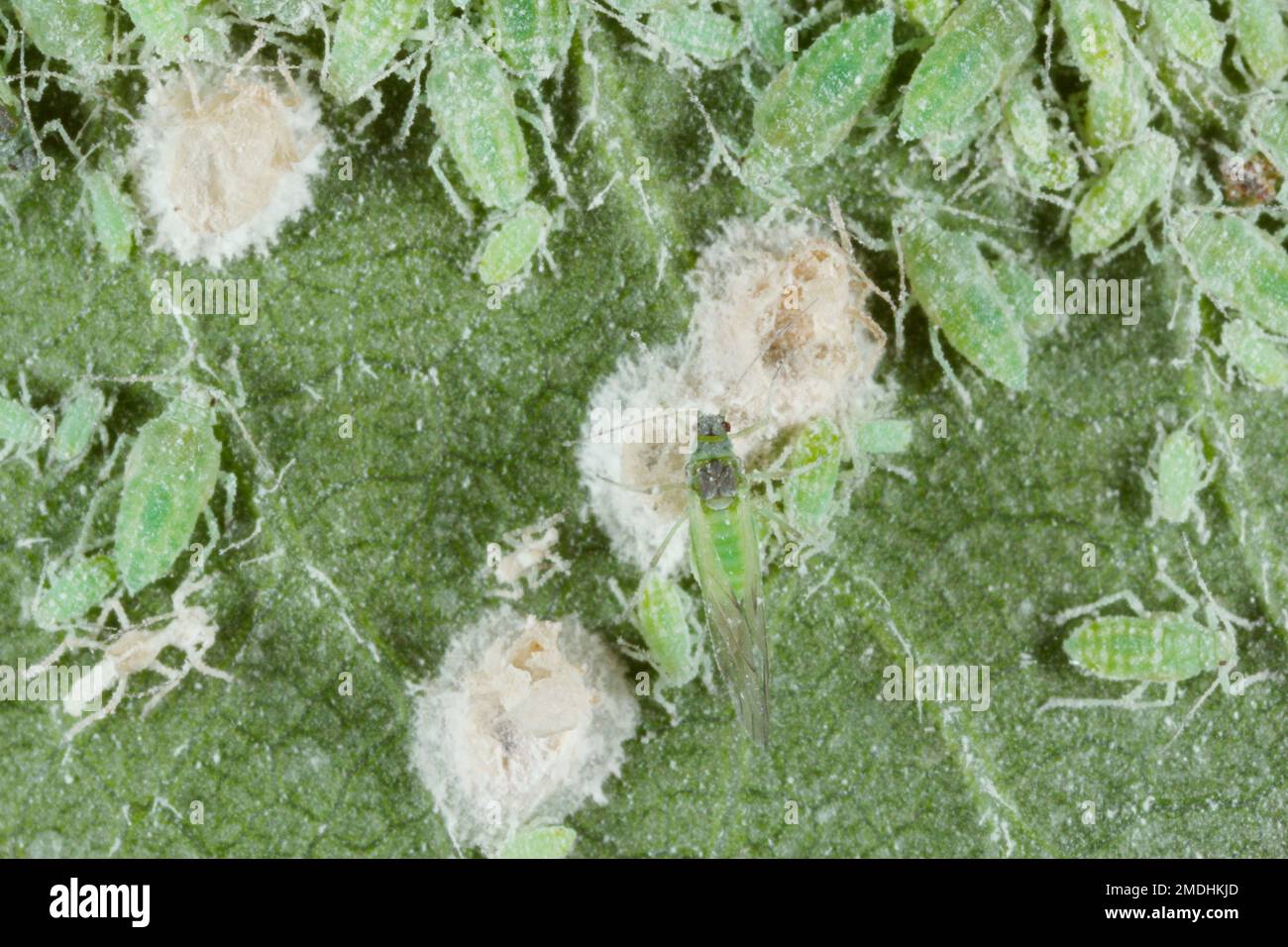 Aphids killed by entomopathogenic fungus. Stock Photo