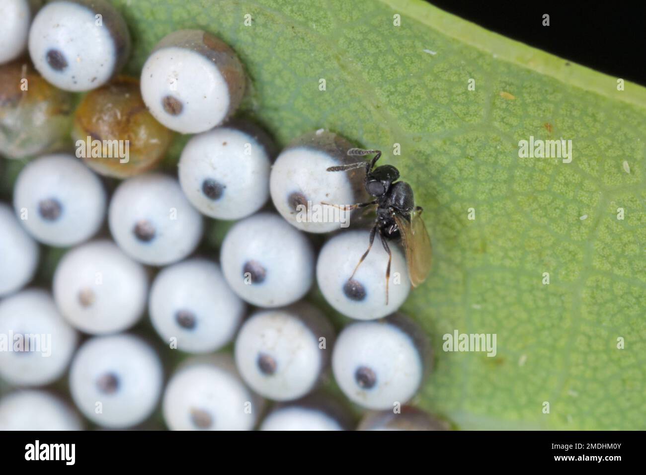 An adult Green vegetable bug egg parasitoid Trissolcus sp. (Hymenoptera