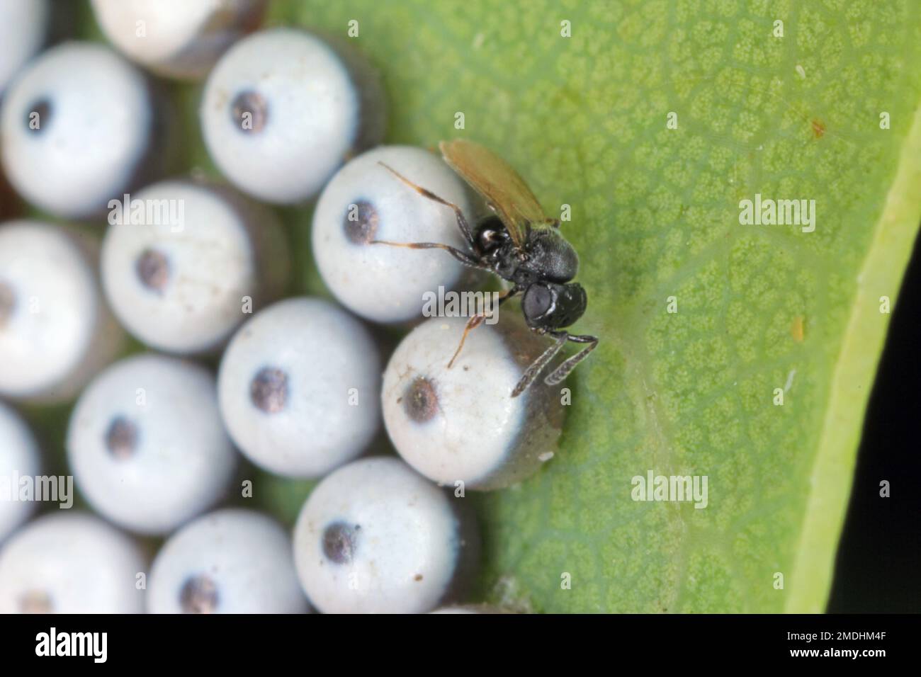 An adult Green vegetable bug egg parasitoid Trissolcus sp. (Hymenoptera