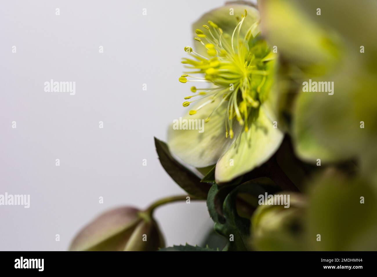 Close-up of a white and green Christmas rose (Helleborus niger) in bright light Stock Photo