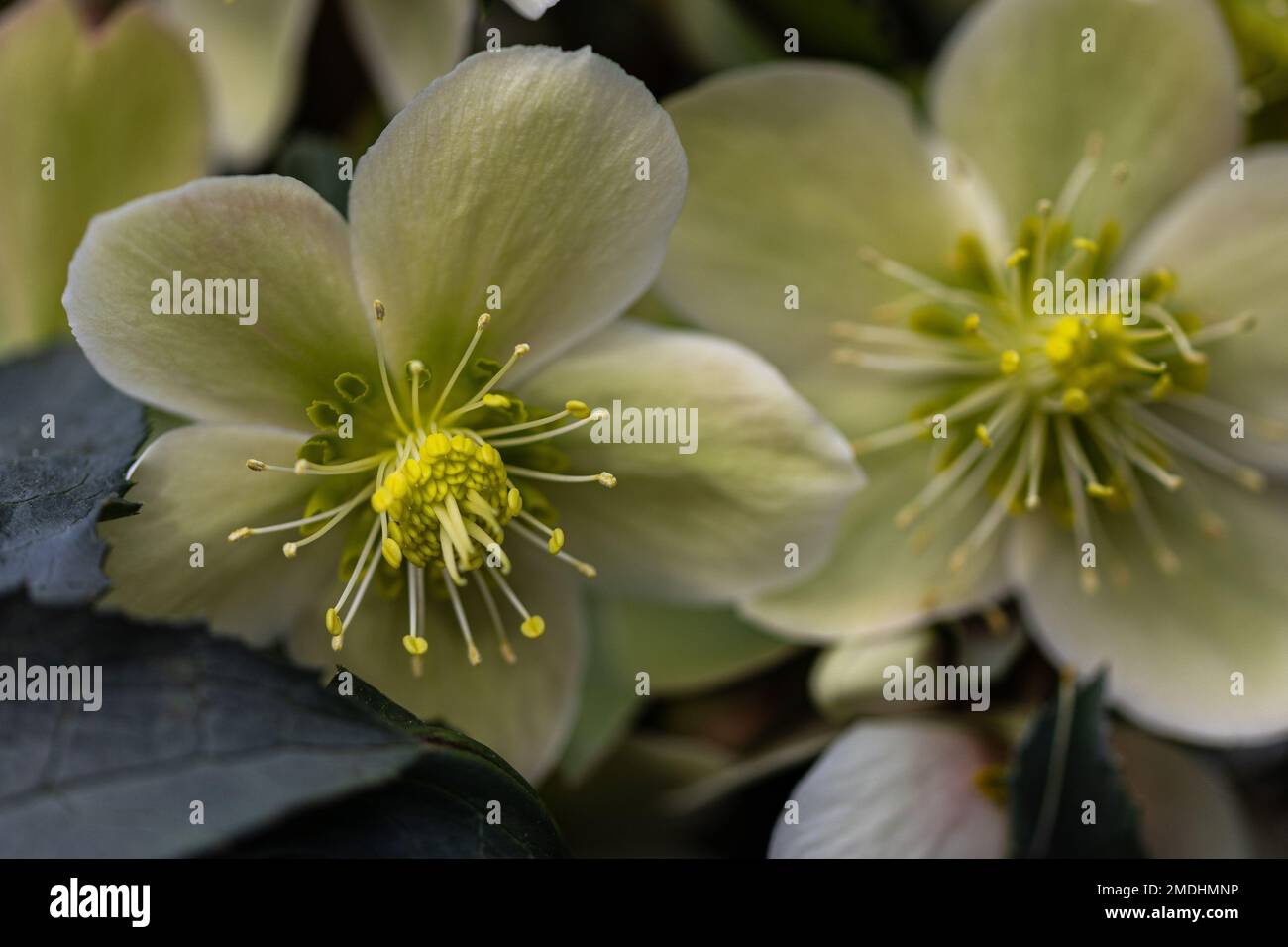 Close-up of a white and green Christmas rose (Helleborus niger) in bright light Stock Photo