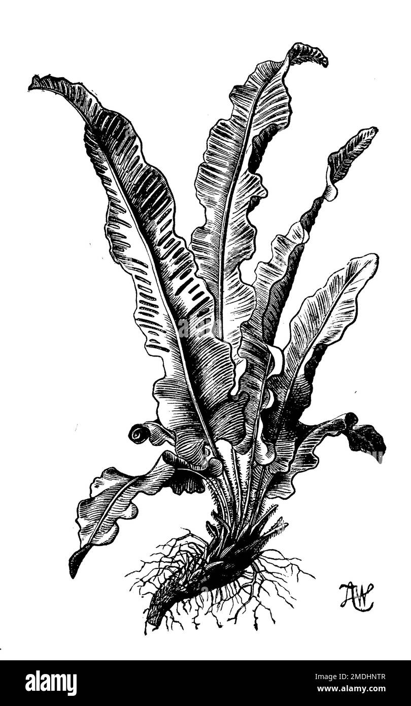 hart's-tongue or hart's-tongue fern, Asplenium scolopendrium, A.W. (botany book, 1910), Hirschzunge, Scolopendre Stock Photo