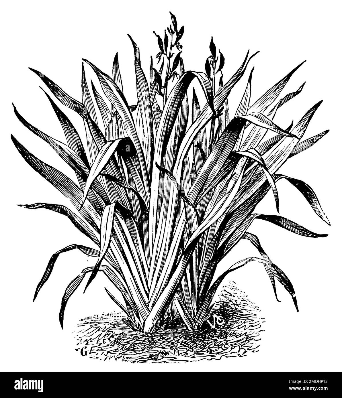 New Zealand flax;, Phormium tenax,  (, 1911), Neuseeländer Flachs, Lin de Nouvelle-Zélande Stock Photo