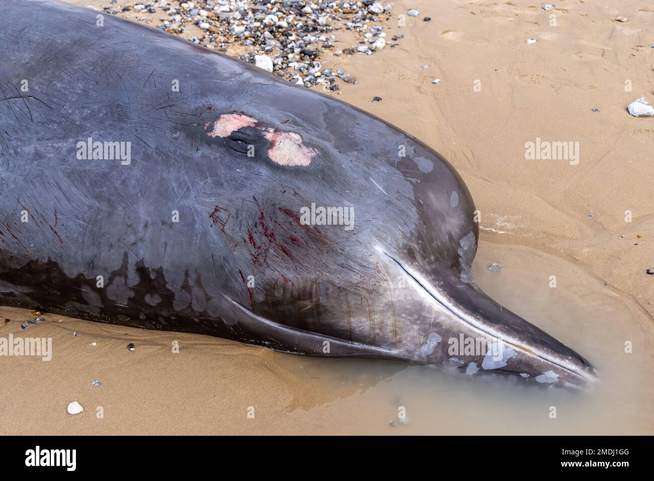 Female beaked whale stranded on Sangatte beach, France Stock Photo