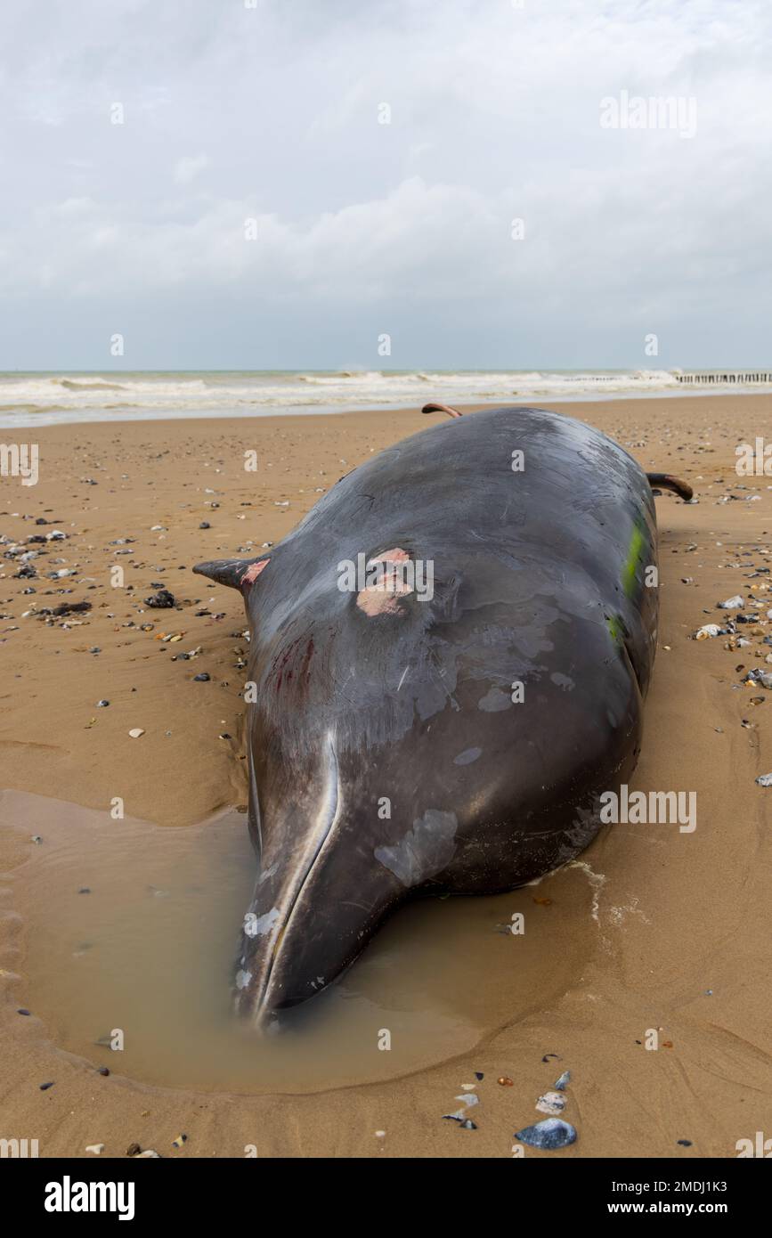 Hyperoodon ampullatus-Baleine à bec femelle échouée sur la plage de Sangatte, France, Pas de Calais Stock Photo