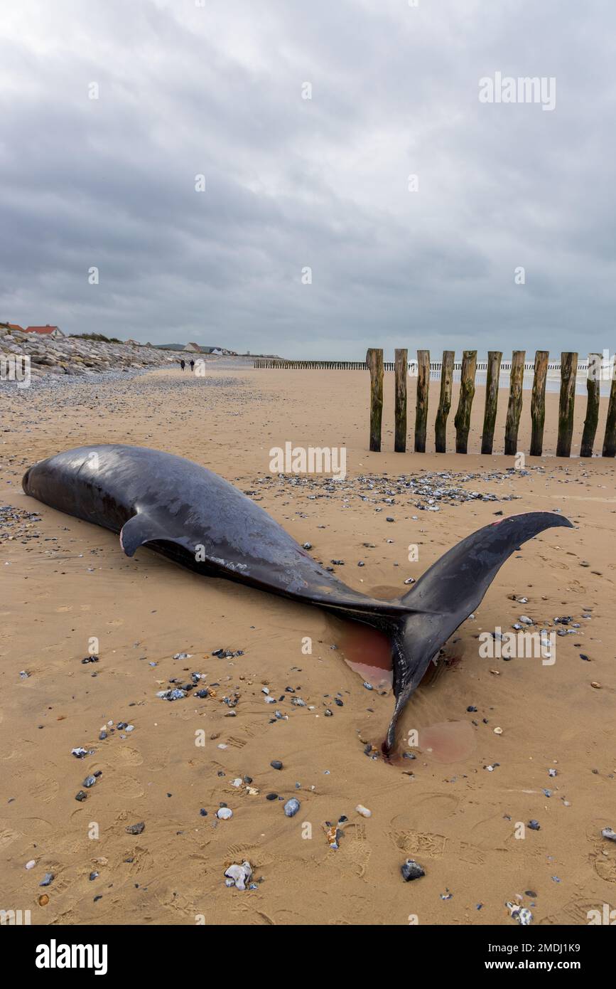 Female beaked whale stranded on Sangatte beach, France Stock Photo