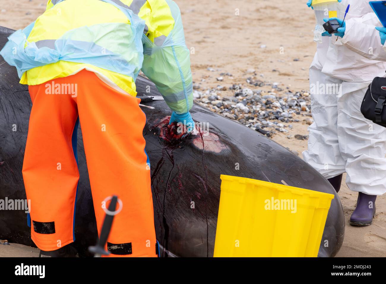 Hyperoodon ampullatus-Female beaked whale stranded on Sangatte beach. Autopsy carried out by the University of Liège and the CMNF Stock Photo