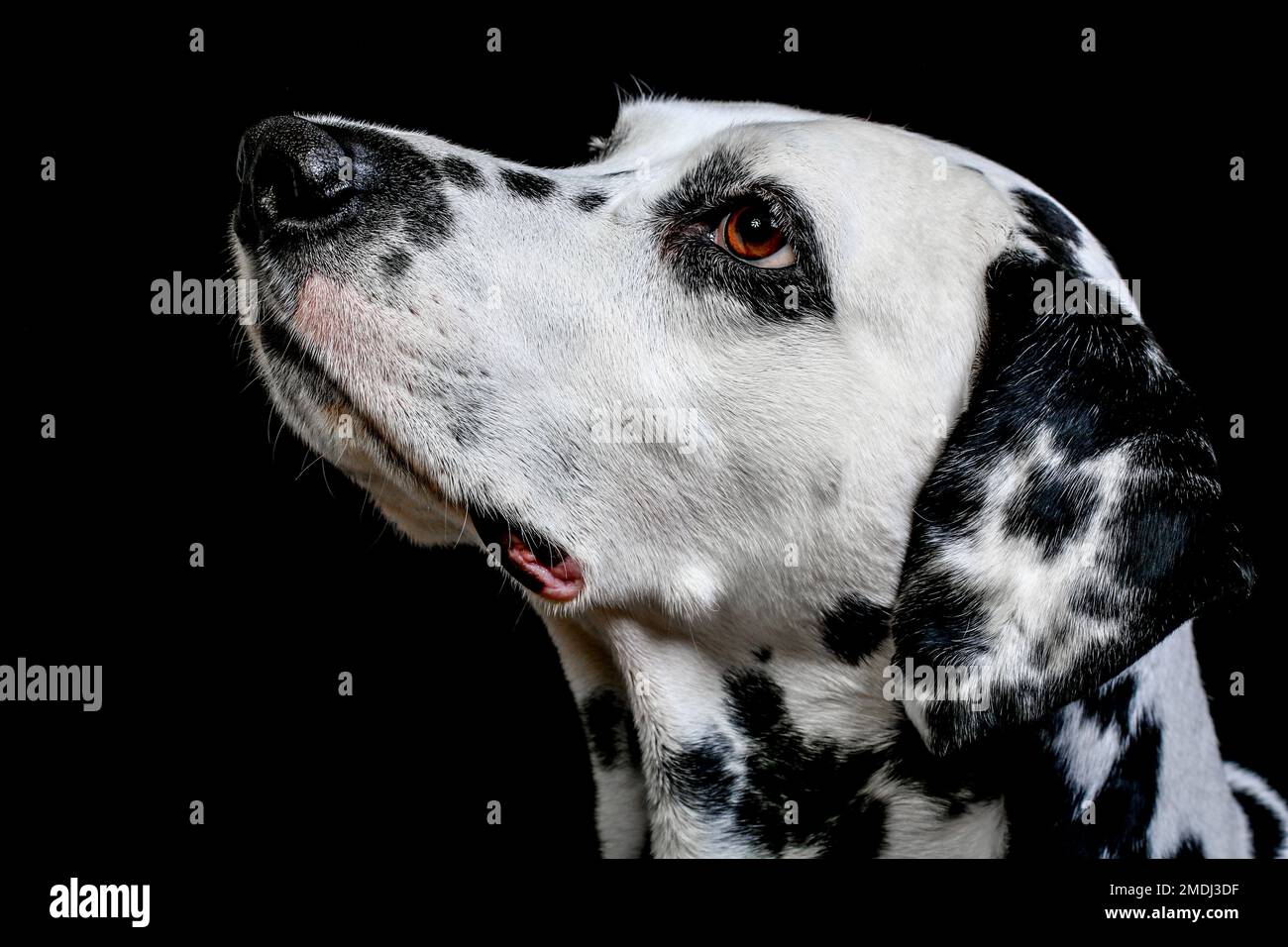 Dalmatian in studio and outdoor Stock Photo