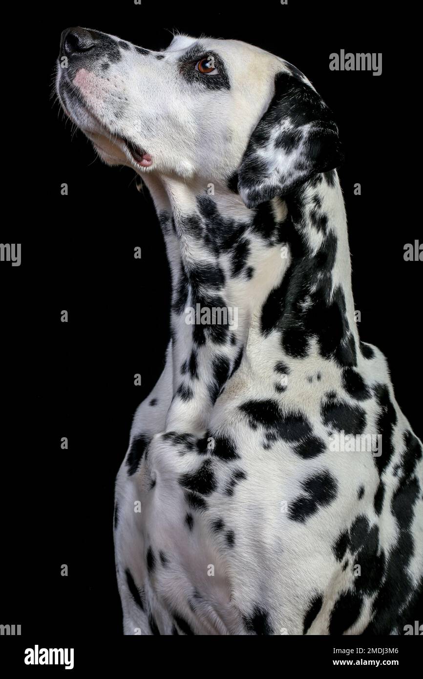 Dalmatian in studio and outdoor Stock Photo