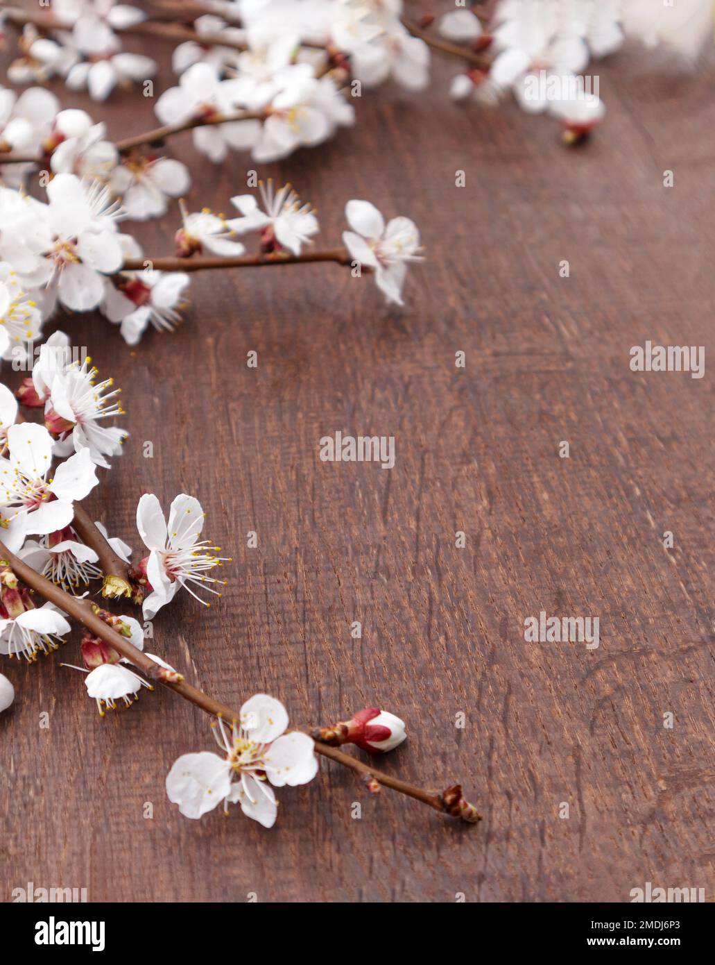 Spring flowers on wooden background. Apricot blossoms Stock Photo - Alamy