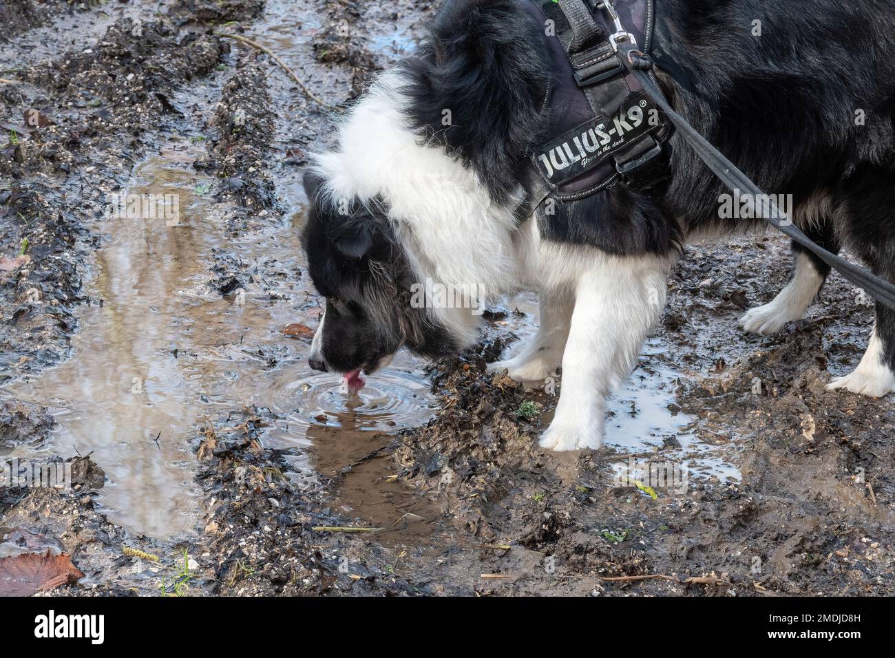 Border collie dog drinking water from a muddy pond Stock Photo