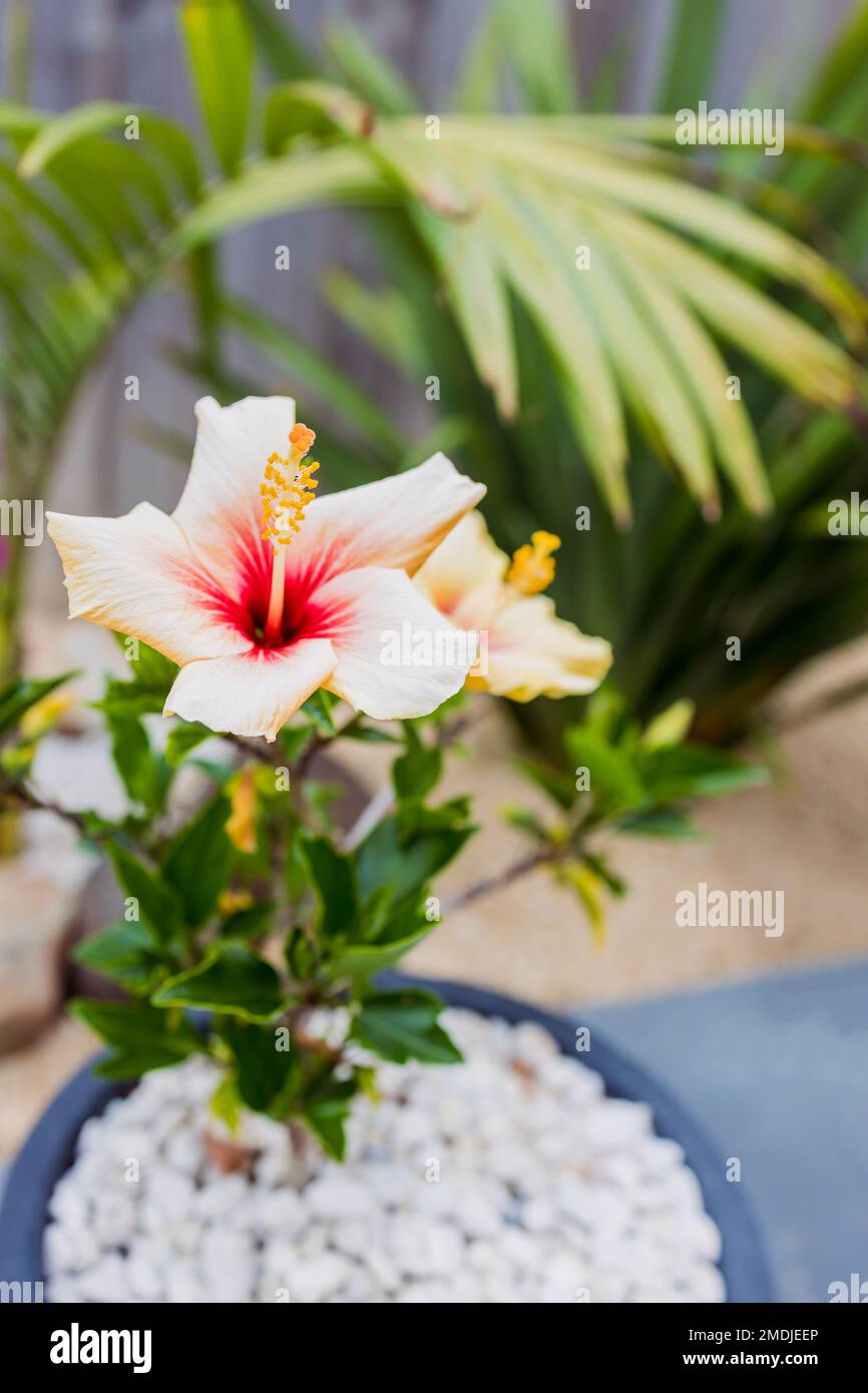 yellow cuban hibiscus plant with yellow  surrounded by tropical plants in Australian backyard Stock Photo